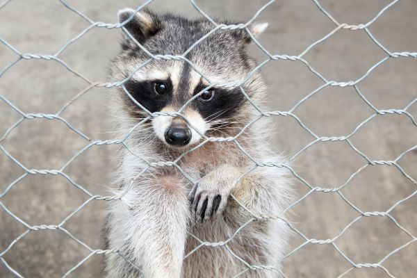 Annapolis Wildlife Removal