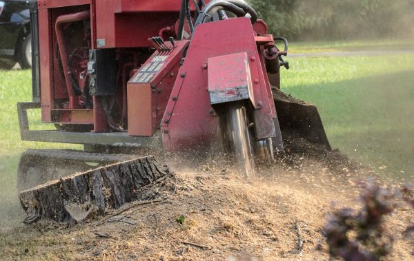 Annapolis Tree Removal